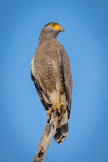 048 Udawalawe NP, indische slangenarend.jpg